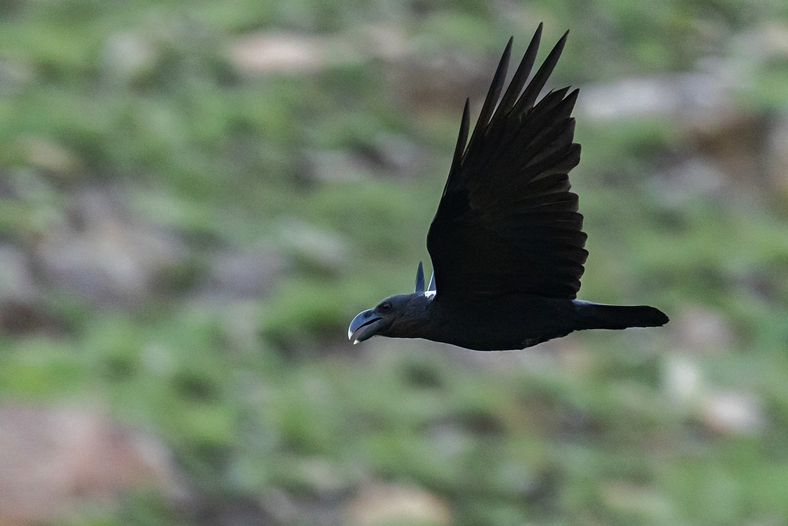 White-necked Raven in flight.