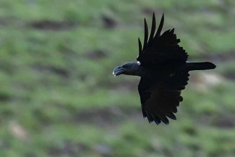 White-necked Raven in flight.