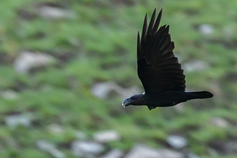 White-necked Raven in flight.