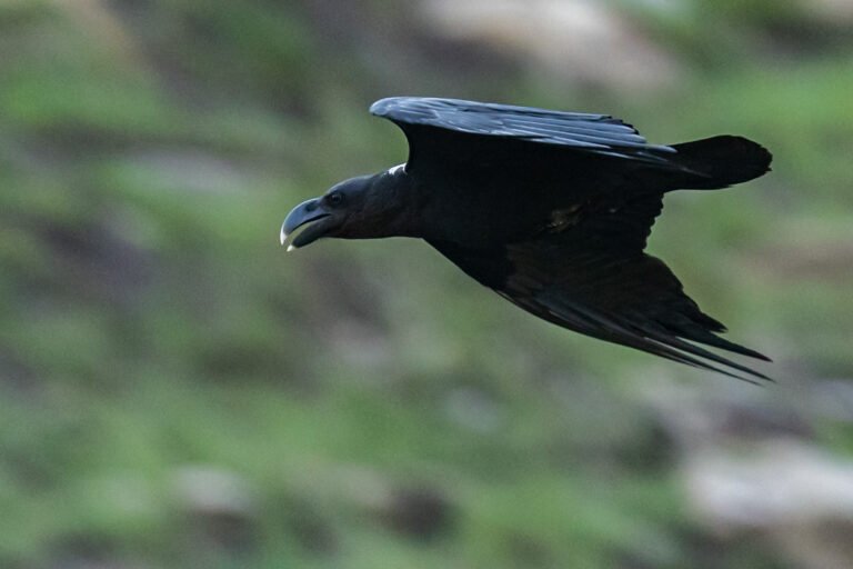 White-necked Raven in flight.