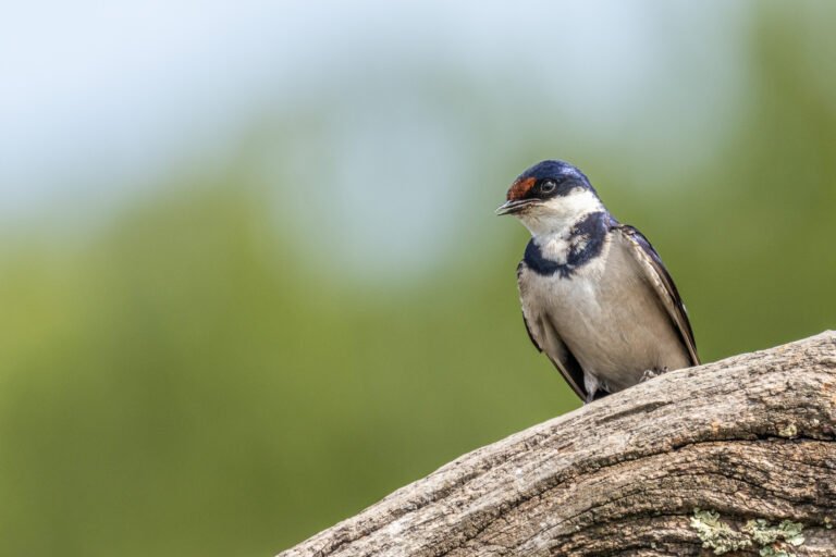 White-throated Swallow perched on a dead tree.