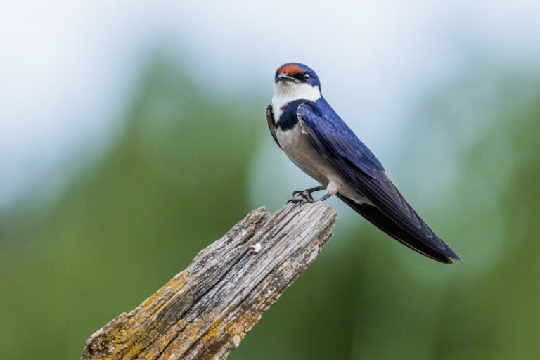 White-throated Swallow perched on a dead tree.