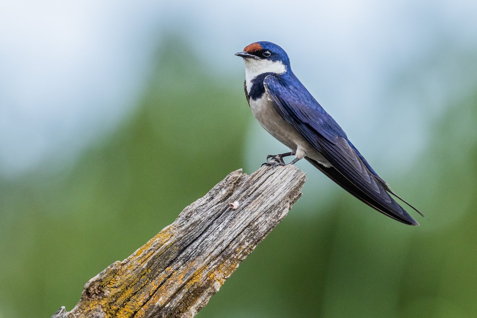 White-throated Swallow perched on a dead tree.