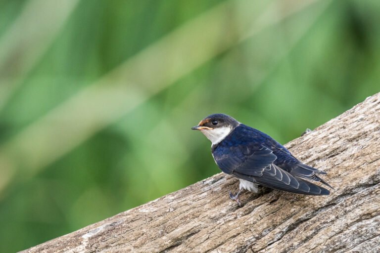 White-throated Swallow perched on a dead tree.