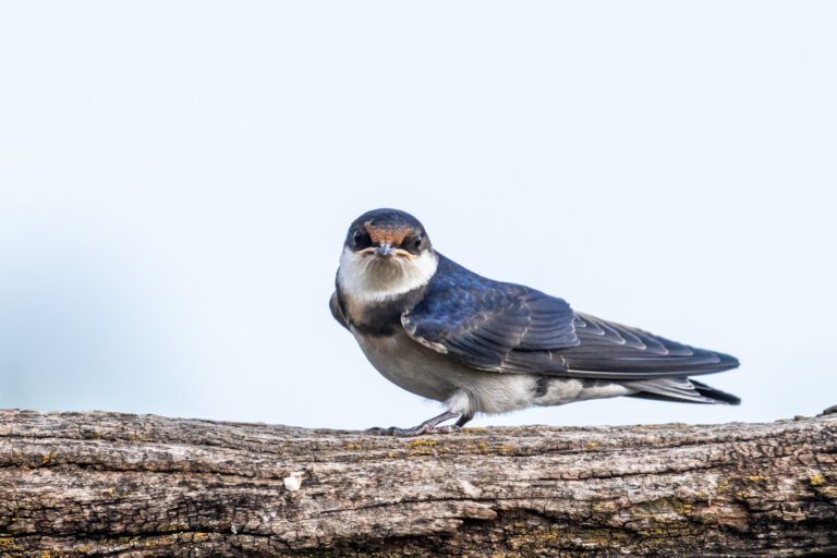 White-throated Swallow perched on a dead tree.