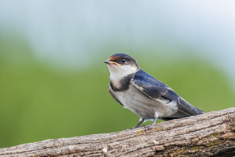 White-throated Swallow perched on a dead tree.