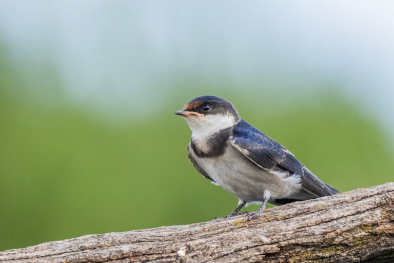 White-throated Swallow perched on a dead tree.