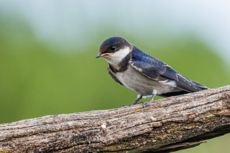 White-throated Swallow perched on a dead tree.