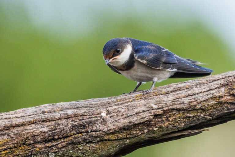 White-throated Swallow perched on a dead tree.