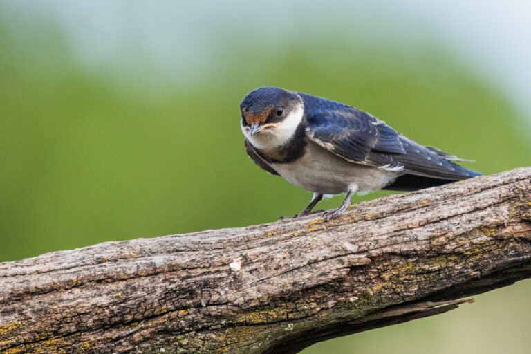 White-throated Swallow perched on a dead tree.