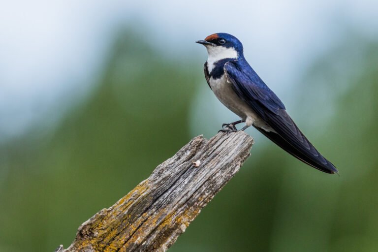 White-throated Swallow perched on a dead tree.