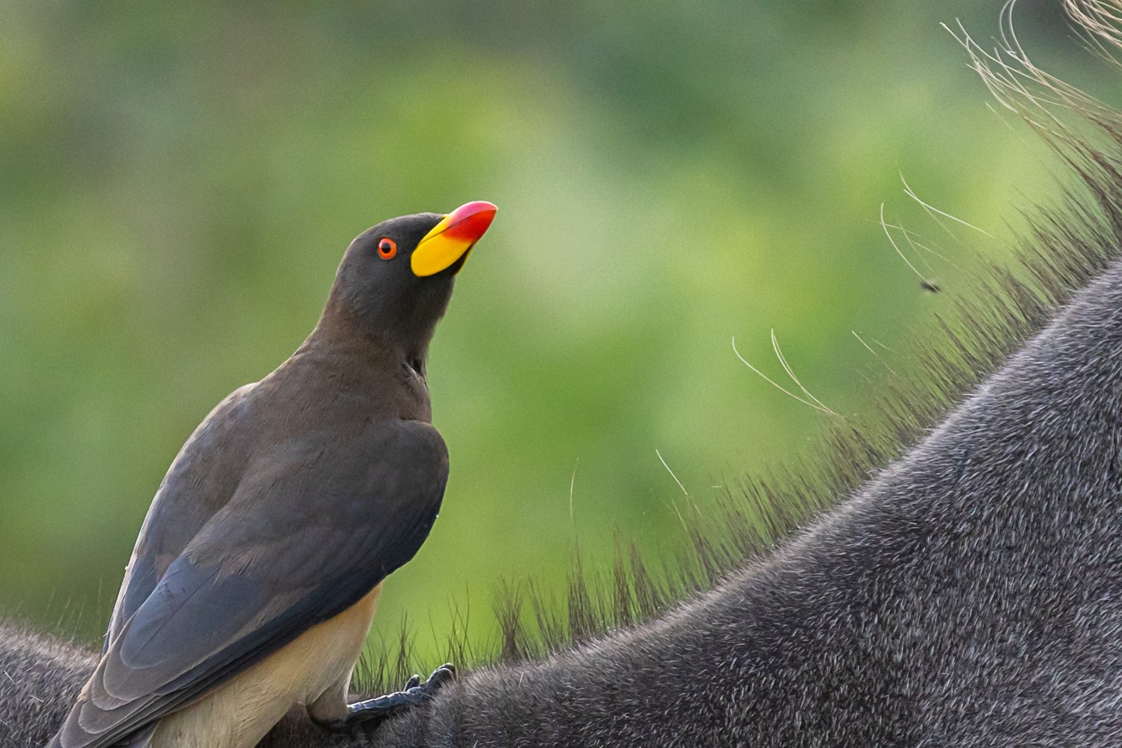 yellow-billed-oxpecker-bird-portrait