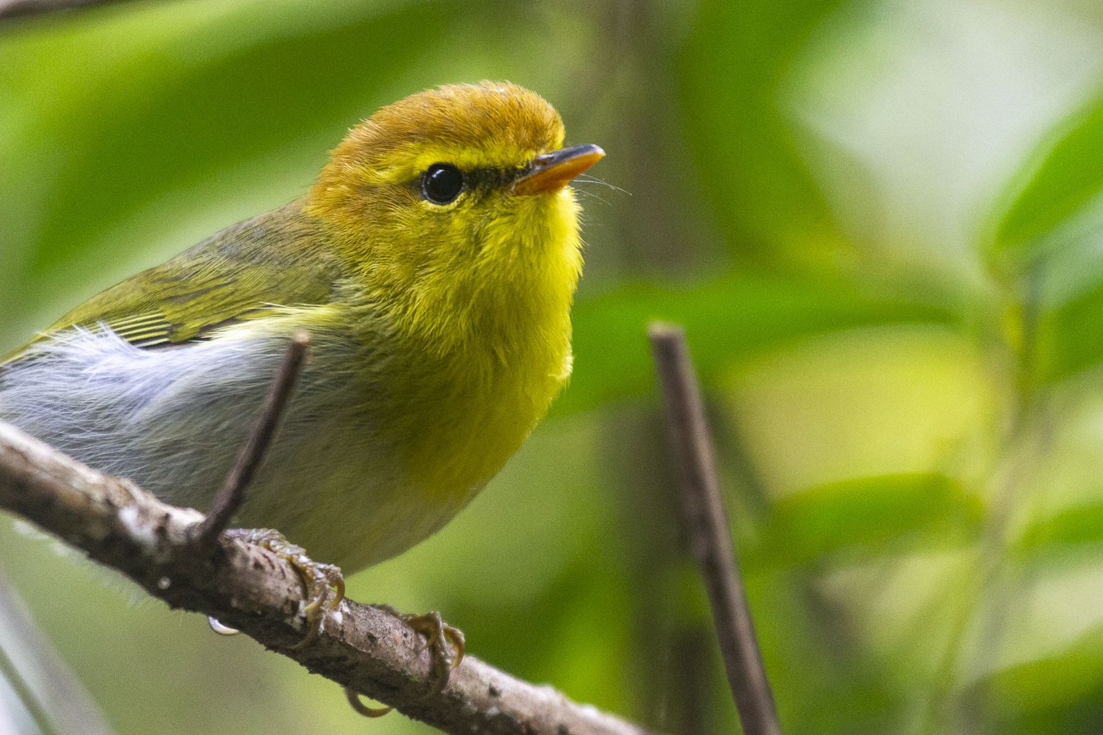 yellow-throated-woodland-warbler-portrait